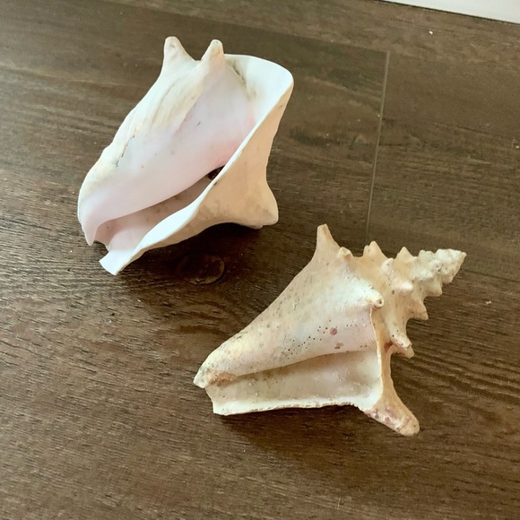 Sea Shell of 2 - Picture 5 of 10